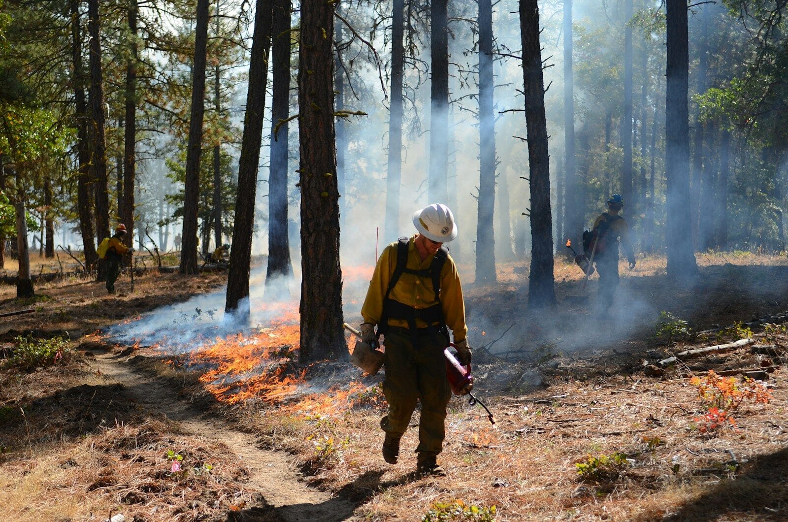 A firefighter walking through a forest filled with trees